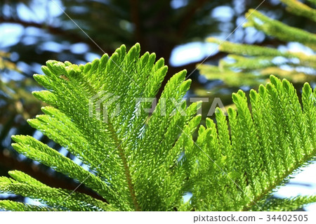 pine leaves pine leaves 34402505