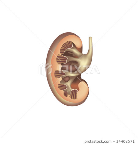 Kidney anatomy. Human internal organ icon. Medical Kidney anatomy. Human internal organ icon. Medical 34402571