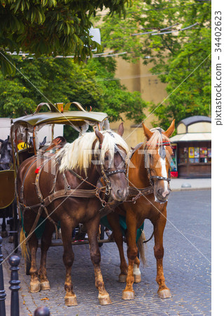 Pair of horses harnessed to carriage on street Pair of horses harnessed to carriage on street 34402623
