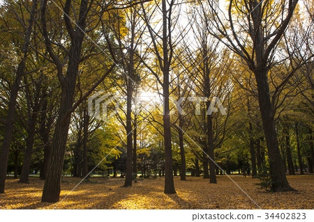Yellow ginkgo trees in Yoyogi public park, Tokyo Yellow ginkgo trees in Yoyogi public park, Tokyo 34402823