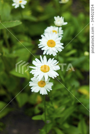 White daisy flowers in summer garden, top view 34402854