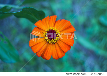 Zinnia orange flower in garden, top view Zinnia orange flower in garden, top view 34402856