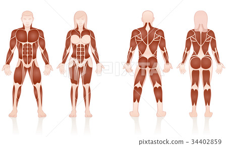 Male Female Muscles Anatomic Comparison Male Female Muscles Anatomic Comparison 34402859