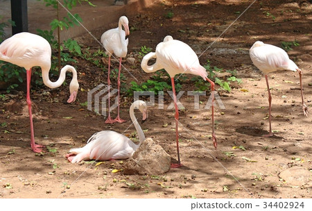 Flamingo 34402924