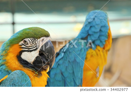 Macaw parrot 34402977