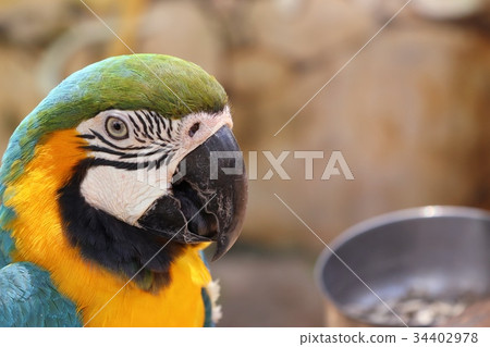Macaw parrot 34402978