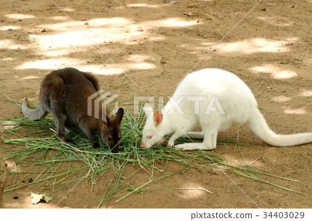 Kangaroo 34403029