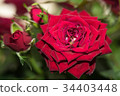 Red Rose 34403448