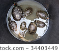 turtles in a bucket 34403449