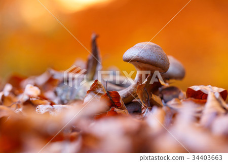 Mushroom in dry autumn leaves closeup 34403663