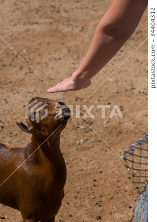 a female hand stroking a brown goat in a pen 34404312