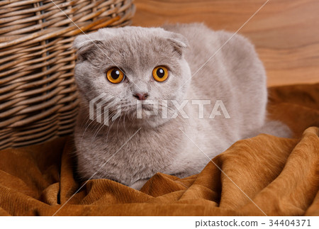 gray cat with yellow eyes Scottish Fold 34404371