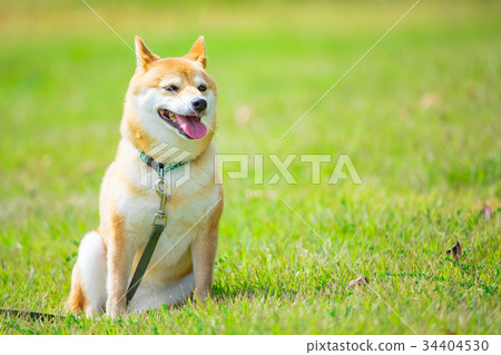 在綠色背景的shiba Inu狗家養的狗日本狗 照片素材 圖片 圖庫
