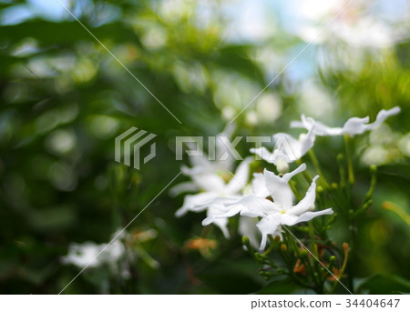 white Gerdenia Crape Jasmine, white flowers white Gerdenia Crape Jasmine, white flowers 34404647