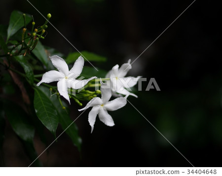 white Gerdenia Crape Jasmine, white flowers white Gerdenia Crape Jasmine, white flowers 34404648
