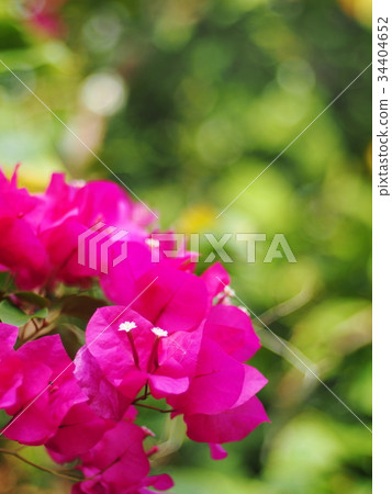 colorful paper flower, bougainvillea white in pink colorful paper flower, bougainvillea white in pink 34404652