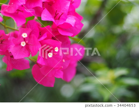 colorful paper flower, bougainvillea white in pink colorful paper flower, bougainvillea white in pink 34404653