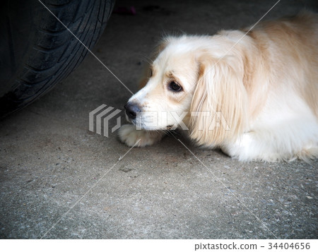 lovely funny white cute fat compact size dog lovely funny white cute fat compact size dog 34404656
