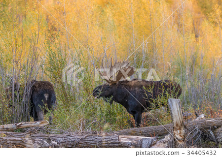 Bull and Cow Moose in Rut Bull and Cow Moose in Rut 34405432