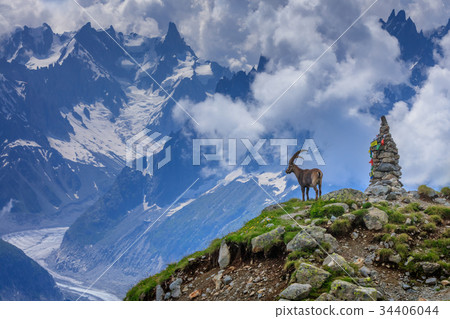 Ibex, Range of Mont-Blanc, French Alps 34406044
