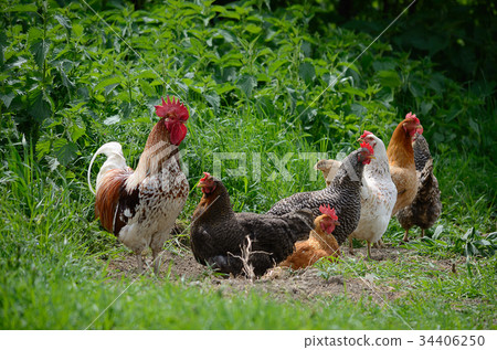 rooster and hens on sunny day outdoors 34406250