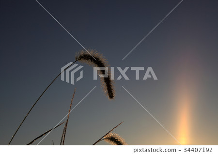 Rice field shining in the morning dew Rice field shining in the morning dew 34407192