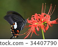 黑色Swallowtail-2017-2 34407790