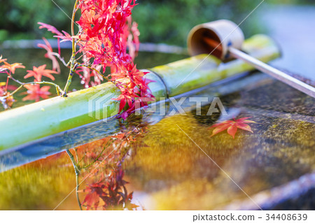 日本秋明智2號 34408639