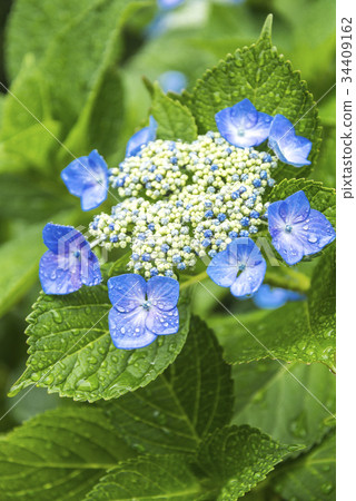 A flower of one flower of hydrangea 34409162