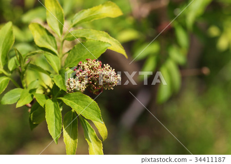 Elder flowers 34411187