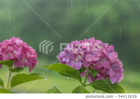 Shiyo在一個下雨天 34411639