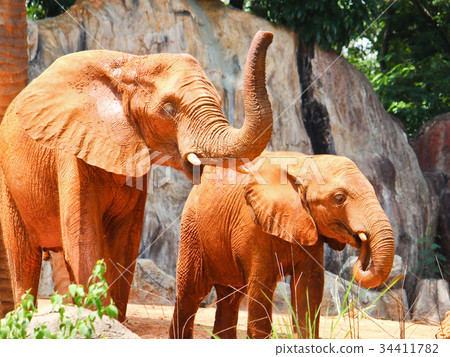 African elephant African elephant 34411782