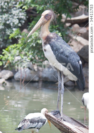painted stork or Mycteria leucocephala 34411783