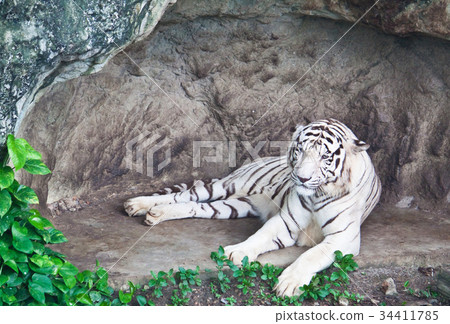 white tiger white tiger 34411785