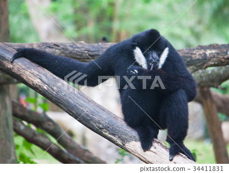 White Cheek Gibbon. 34411831