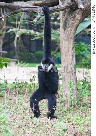 White Cheek Gibbon. 34411840