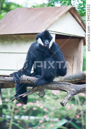 White Cheek Gibbon. White Cheek Gibbon. 34411852