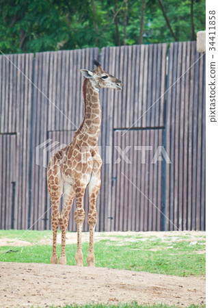 Young Giraffe Young Giraffe 34411858