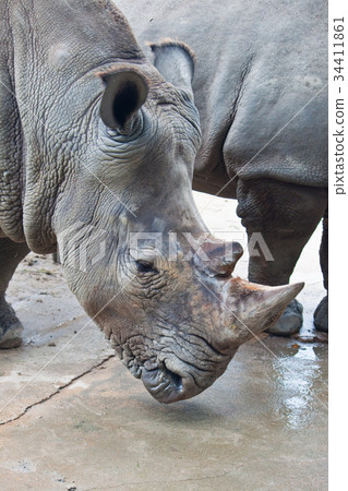 Rhino Rhino 34411861