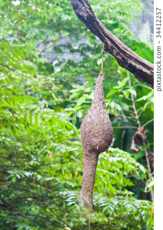 Nest of bird on the dead tree 34412257
