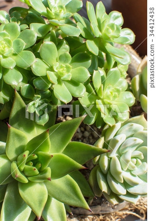 Succulent plants Succulent plants 34412438
