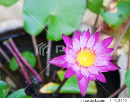 Purple Lotus Purple Lotus 34412633