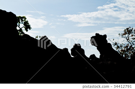 Silhouette of Tiger stone and blue sky 34412791
