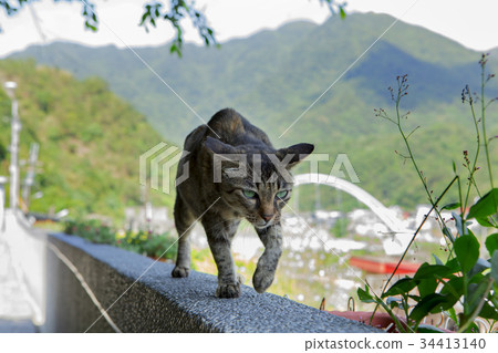 貓,台灣,琴硐,貓,台灣,猴洞,貓,台灣,猴洞, 貓,台灣,琴硐,貓,台灣,猴洞,貓,台灣,猴洞, 34413140