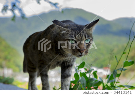 貓,台灣,琴硐,貓,台灣,猴洞,貓,台灣,猴洞, 貓,台灣,琴硐,貓,台灣,猴洞,貓,台灣,猴洞, 34413141