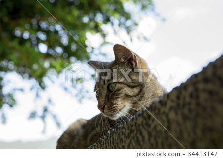 貓、Taiwan、琴硐、Cat、Taiwan、Cave of monkey、Cat, taiwan, monkey cave, 貓、Taiwan、琴硐、Cat、Taiwan、Cave of monkey、Cat, taiwan, monkey cave, 34413142