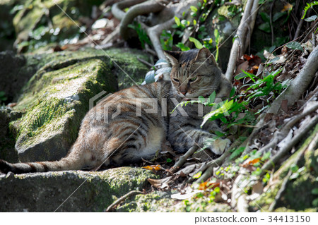 貓，台灣，琴硐，貓，台灣，猴洞，貓，台灣，猴洞， 34413150