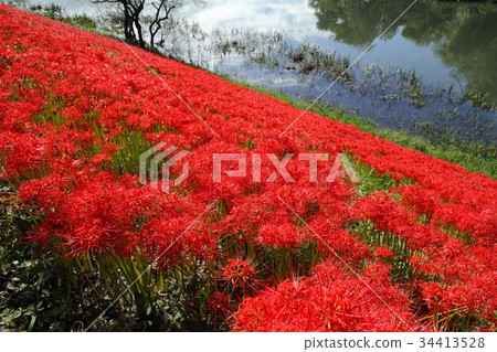 Tsuya河堤的群集孤挺花 Tsuya河堤的群集孤挺花 34413528