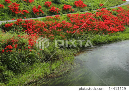 Tsuya河堤的群集孤挺花 Tsuya河堤的群集孤挺花 34413529