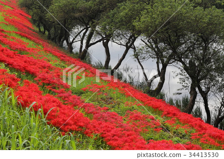Tsuya河堤的群集孤挺花 Tsuya河堤的群集孤挺花 34413530